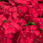 Proven Winners Pre-Book Phlox Southern Blaze Red Hot