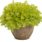 Pre-Book Sedum Lemon Coral
