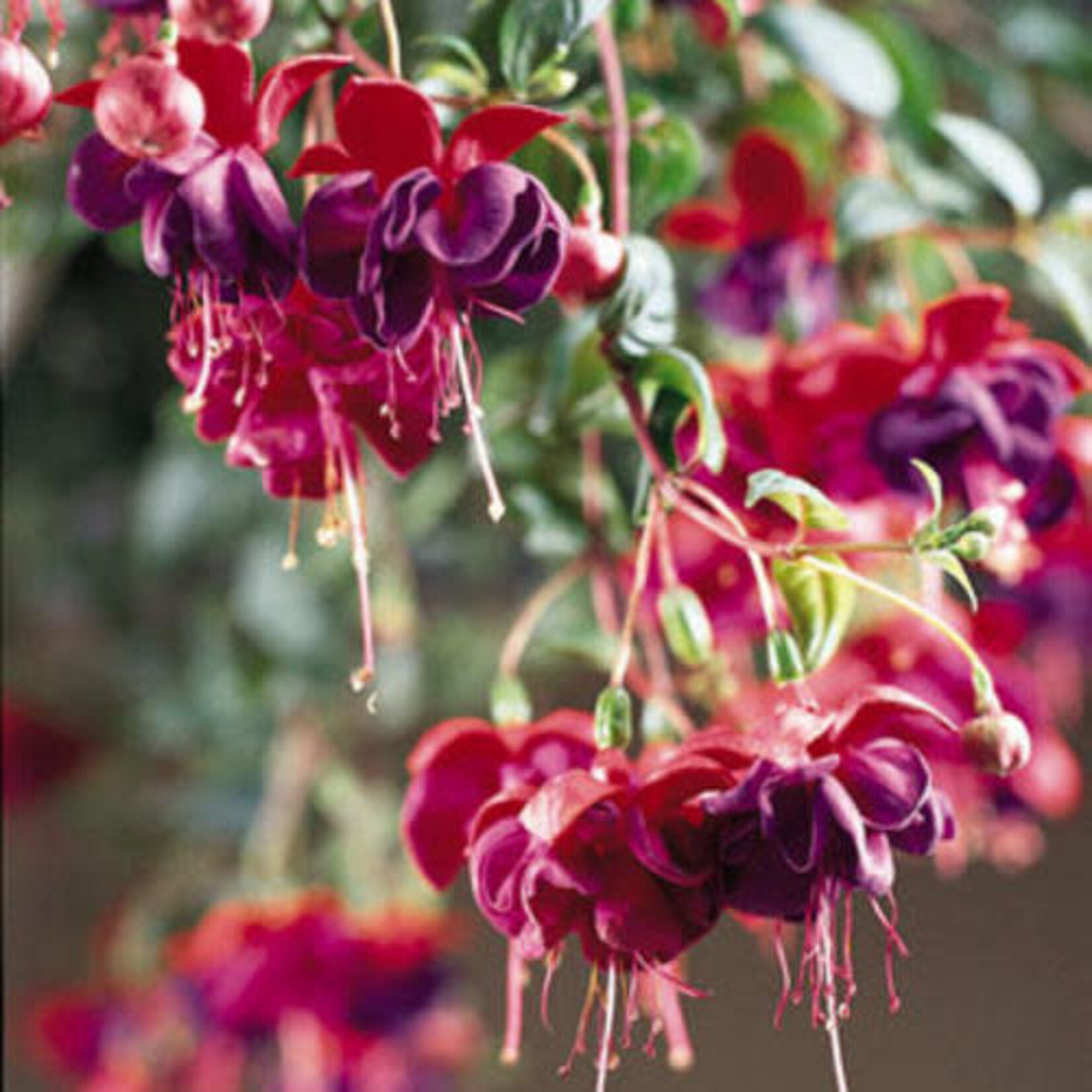 Pre-Book Fuchsia, Trailing