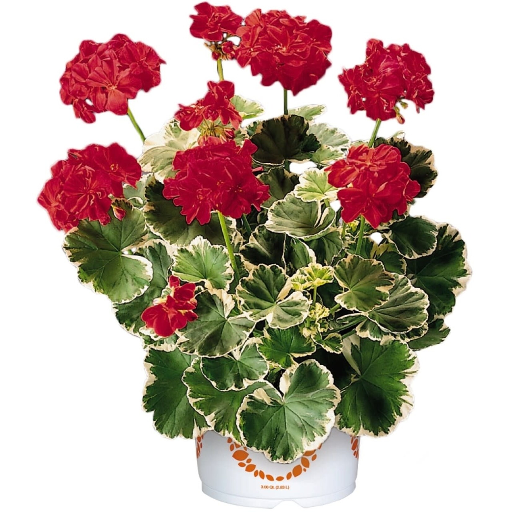 Pre-Book Geranium Brocade