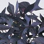 Pre-Book Ipomoea Blackie