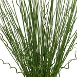 Pre-Book Twisted Arrows Juncus Grass