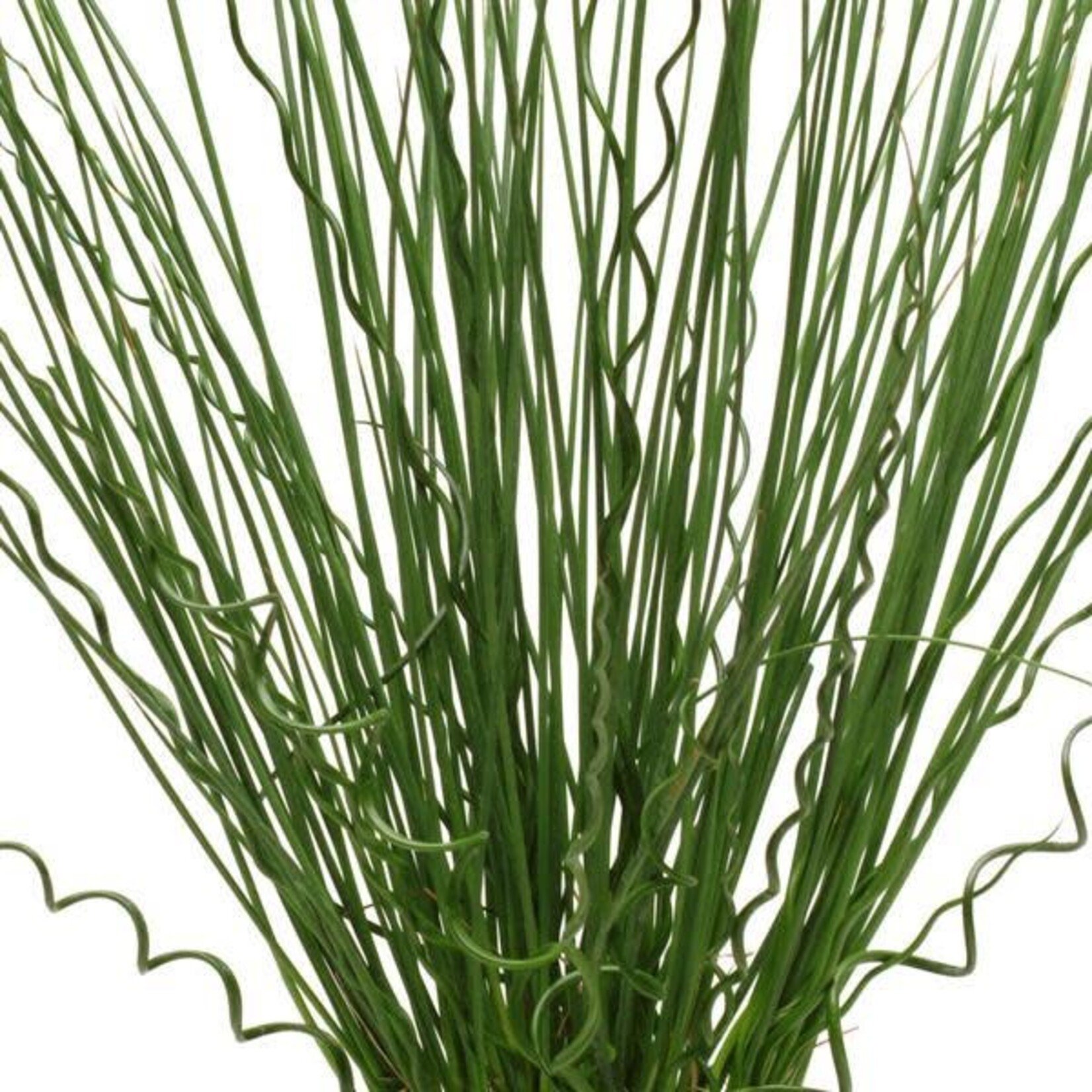 Pre-Book Twisted Arrows Juncus Grass