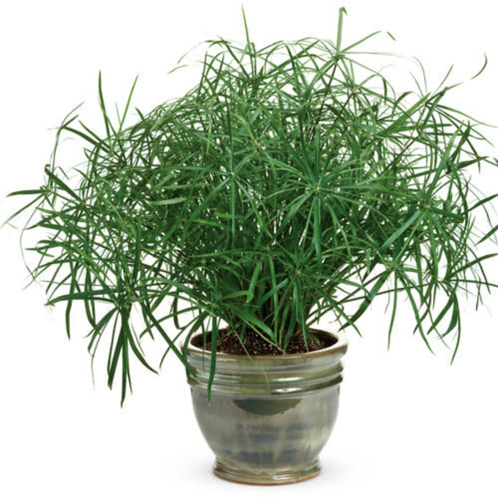 Proven Winners Pre-book Graceful Grasses® Tut