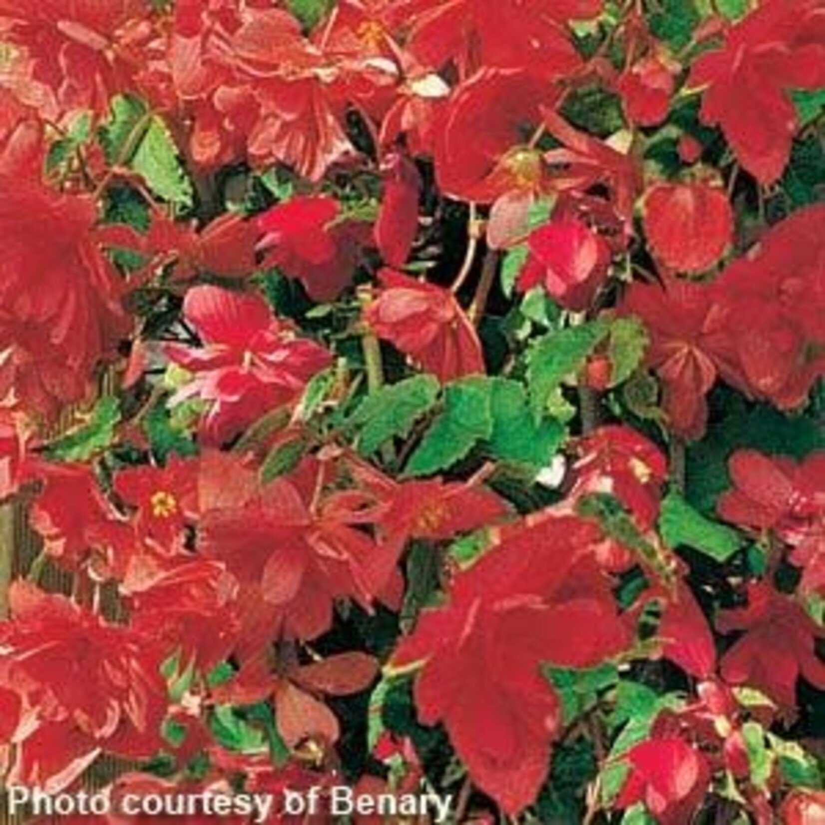 Pre-Book Begonia, Illumination (Trailing)