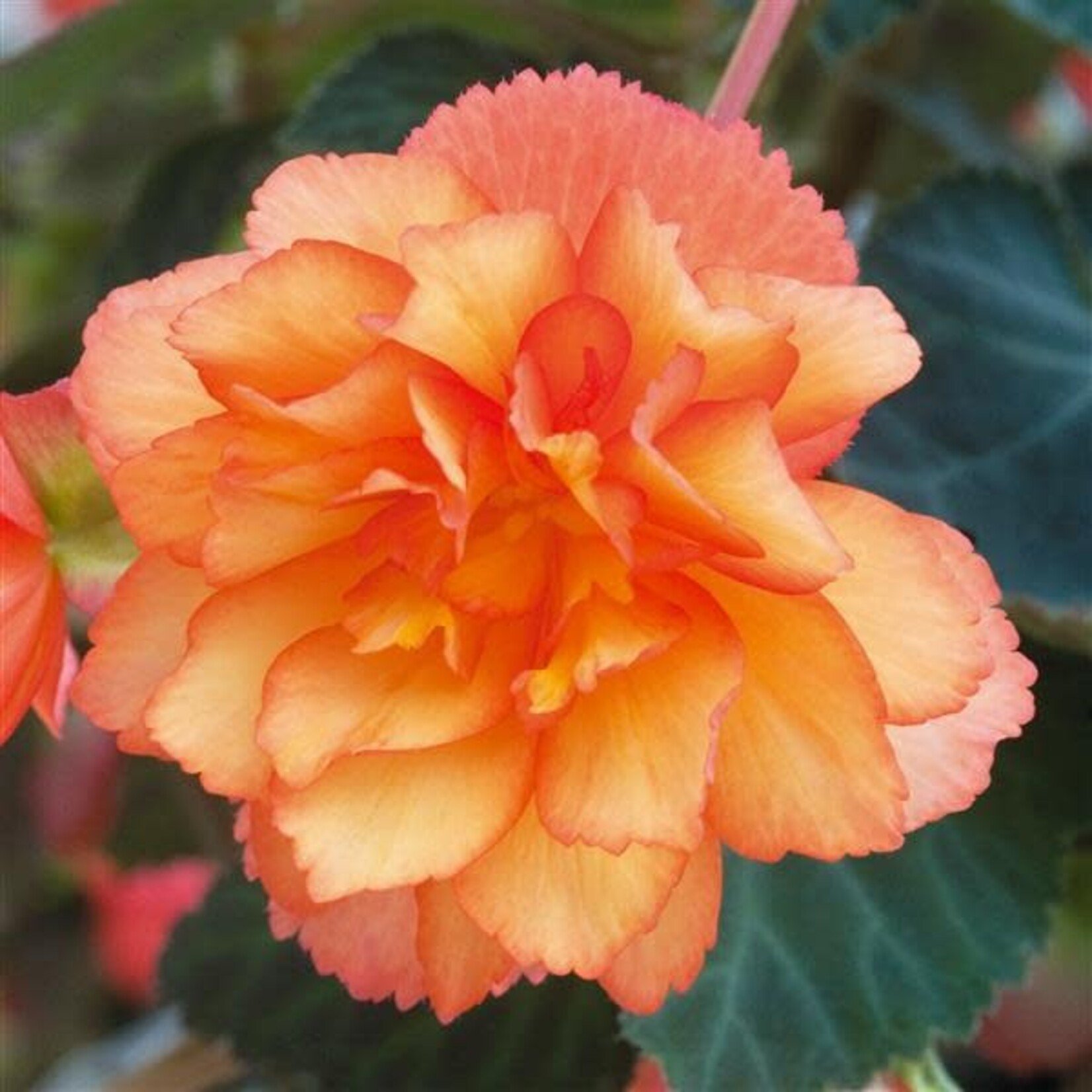 Pre-Book Begonia, Illumination (Trailing)