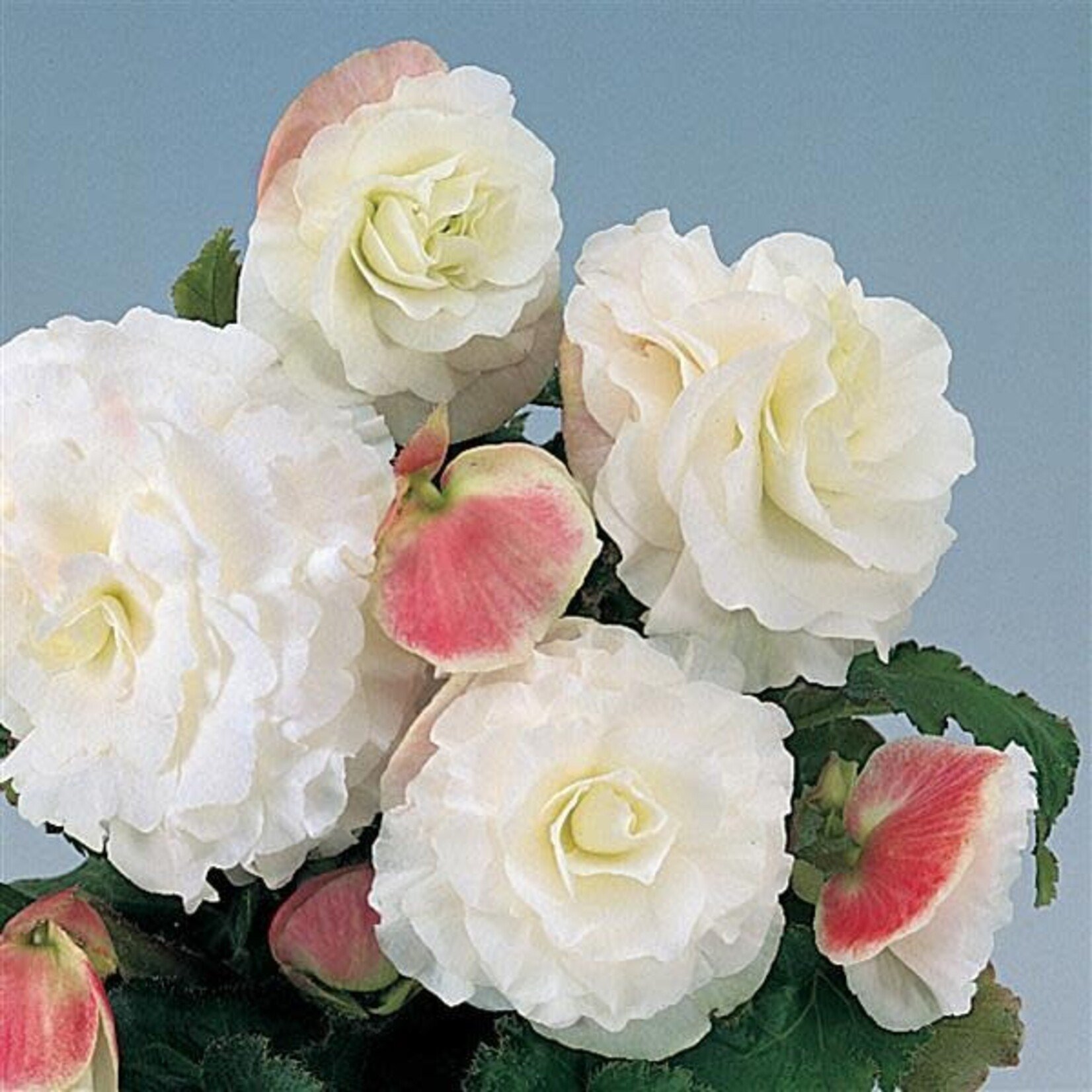 Pre-Book Begonia, Non-Stop