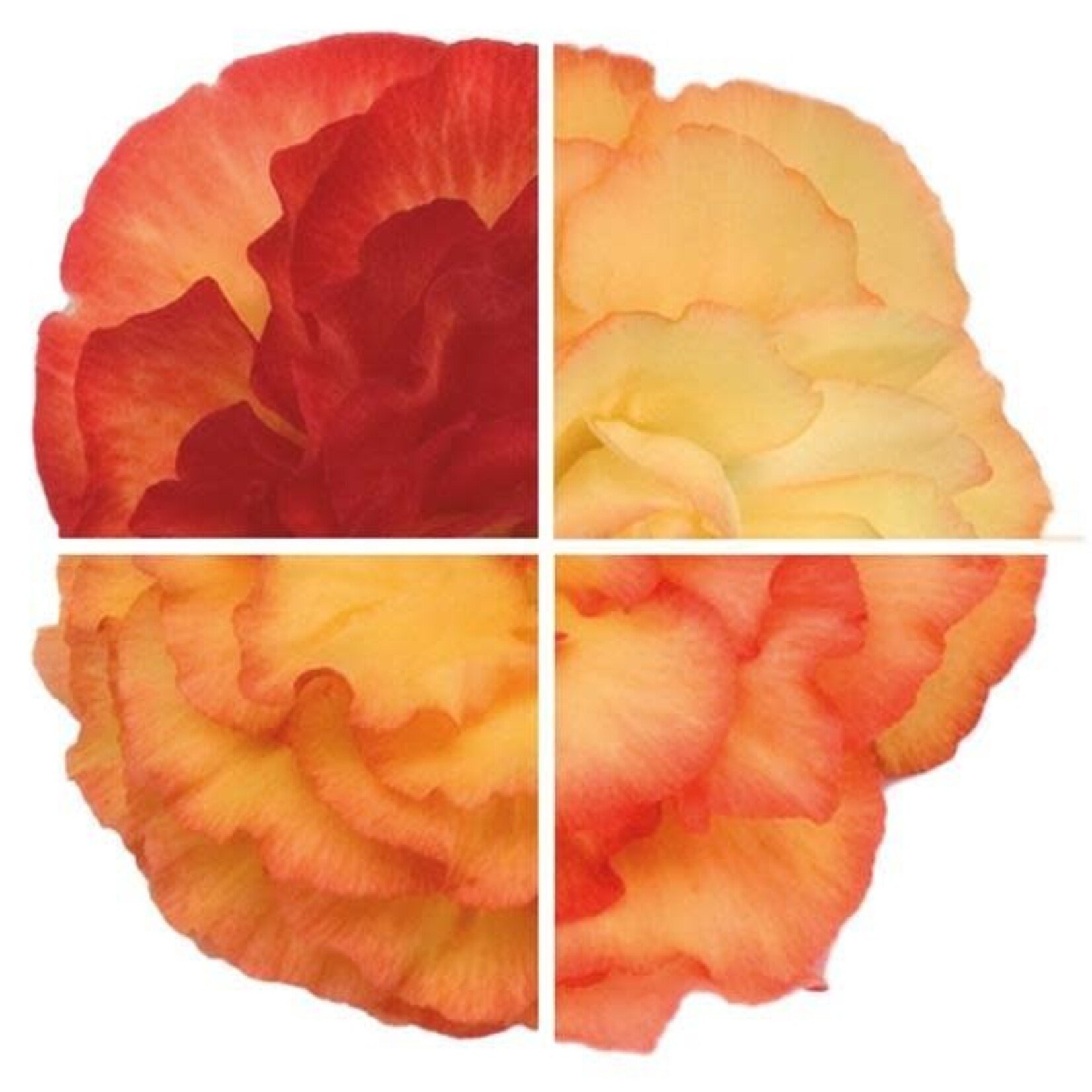 Pre-Book Begonia, Non-Stop