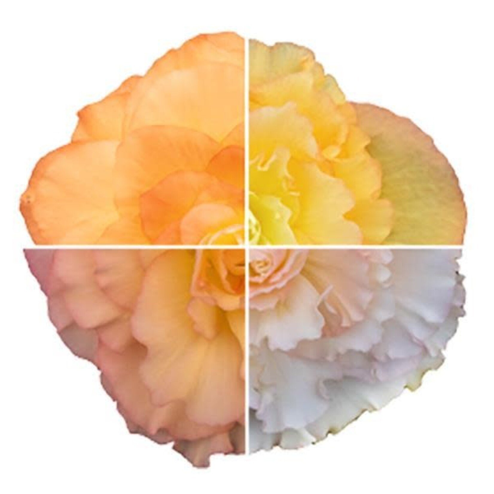 Pre-Book Begonia, Non-Stop