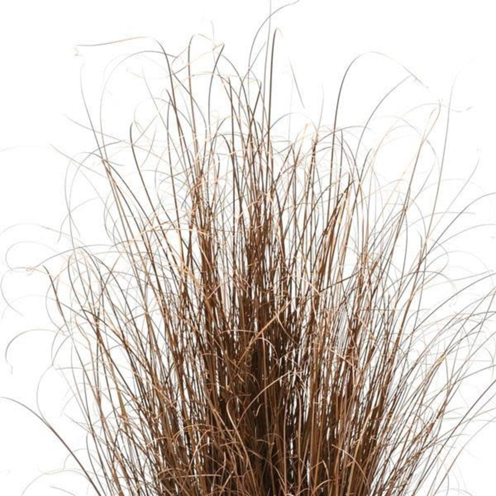 Pre-Book Red Rooster™ ColorGrass® Carex