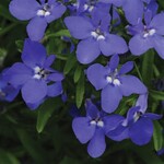 Pre-Book Lobelia Magadi™