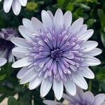 Pre-Book Osteospermum 4D™
