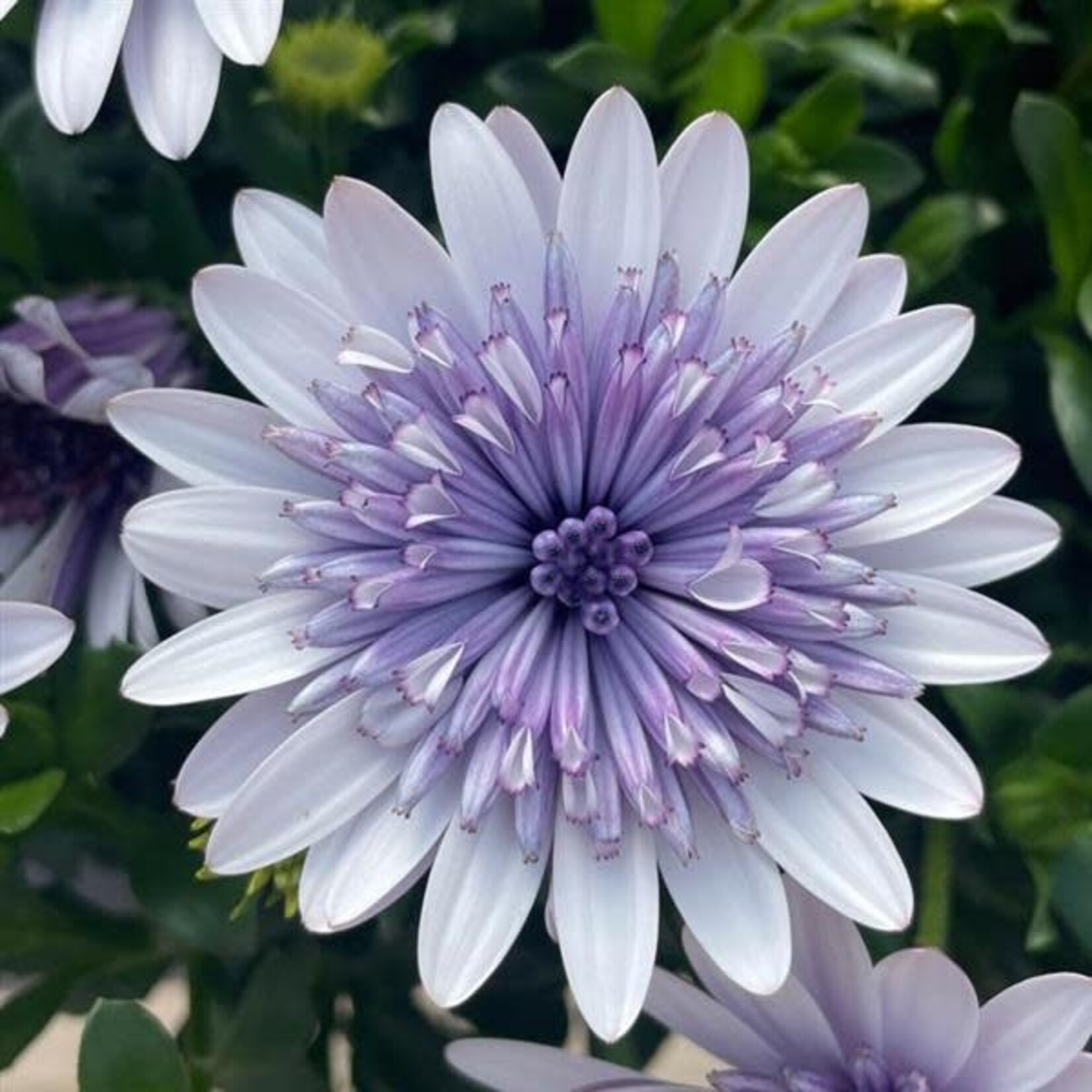 Pre-Book Osteospermum 4D™