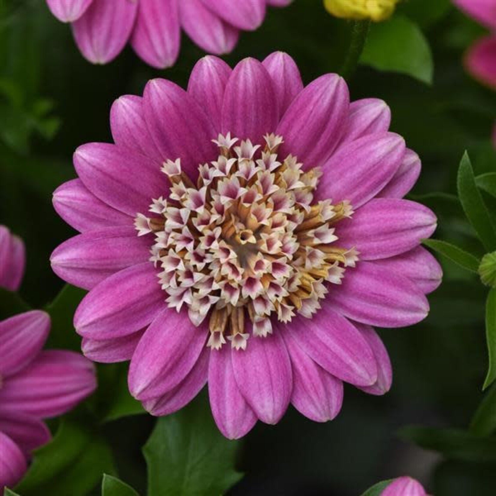 Pre-Book Osteospermum 4D™