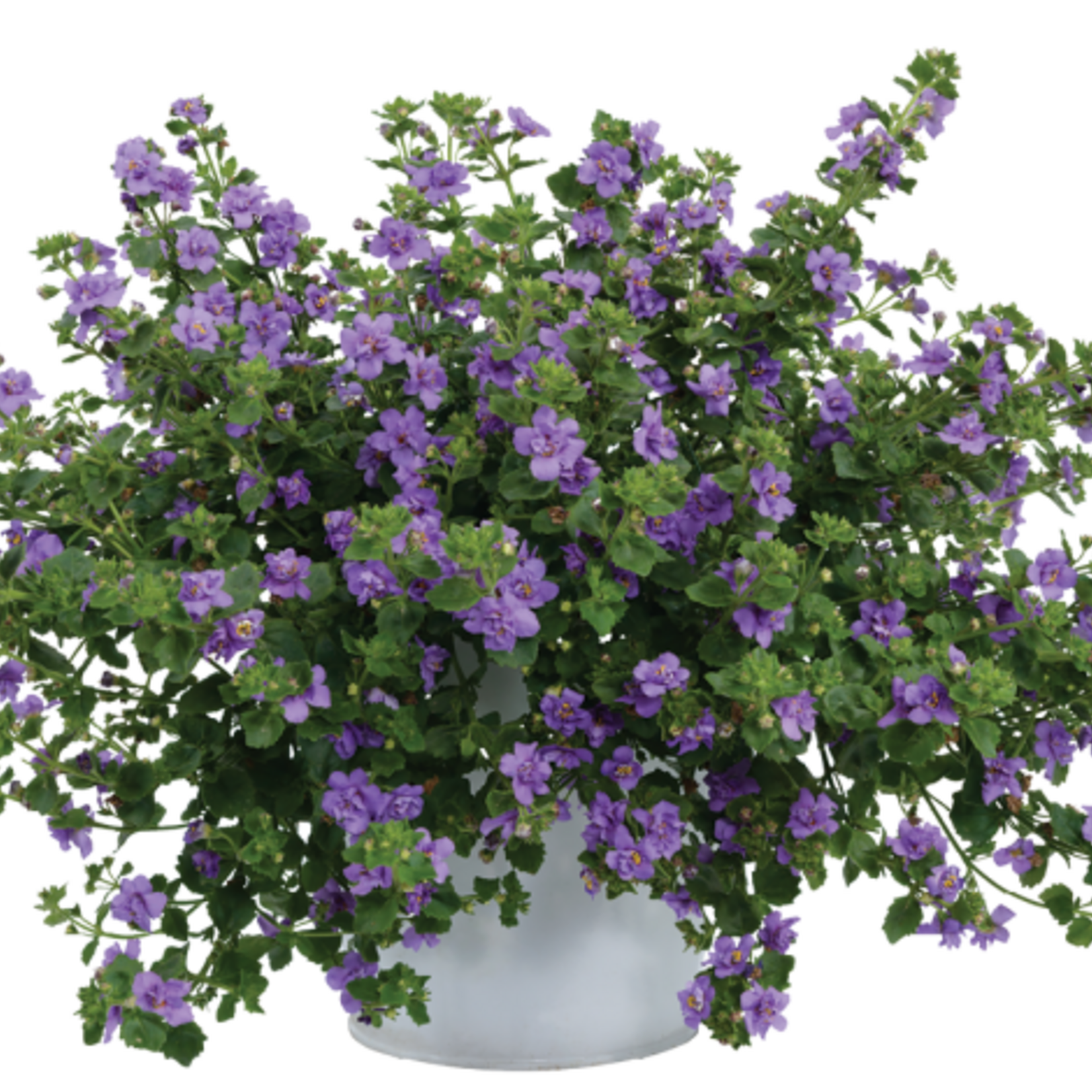 Pre-Book Bacopa Double Scopia