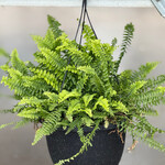 Pre-Book Boston Fern, 10” Hanging Basket