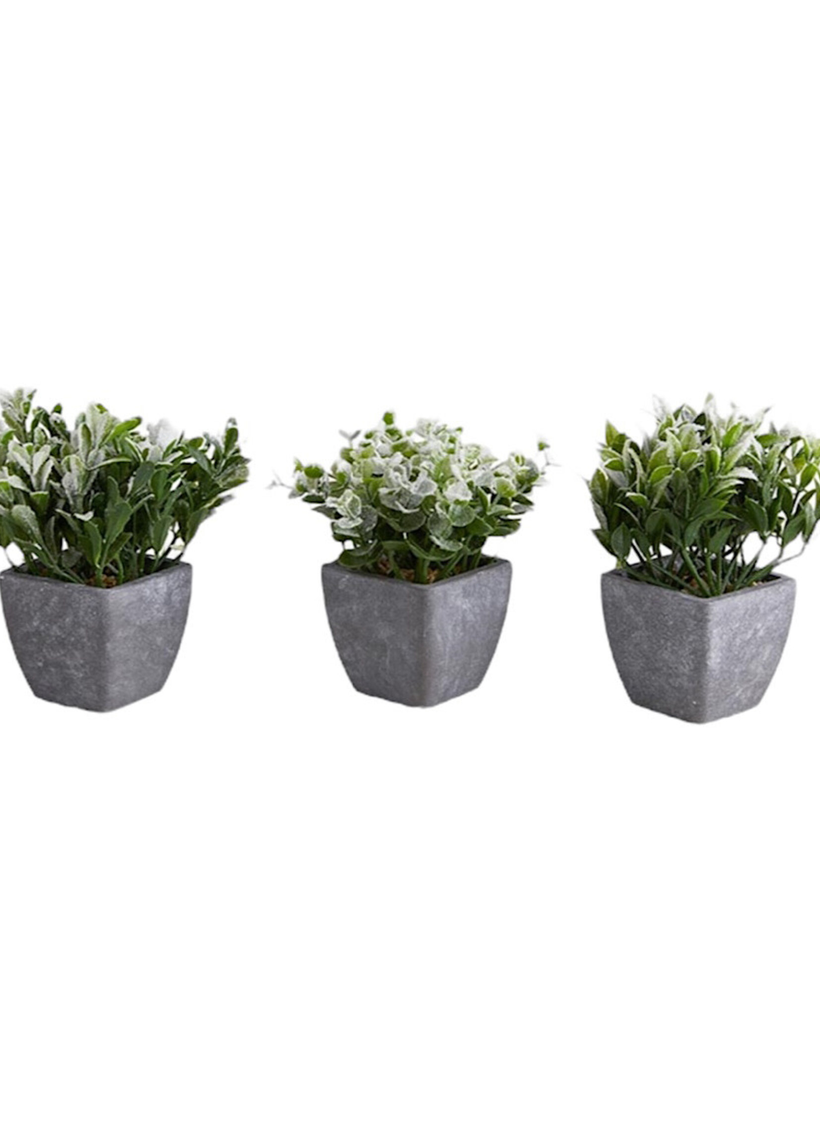 Plants in Pot