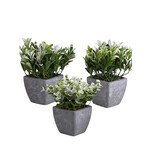 Plants in Pot