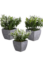 Plants in Pot