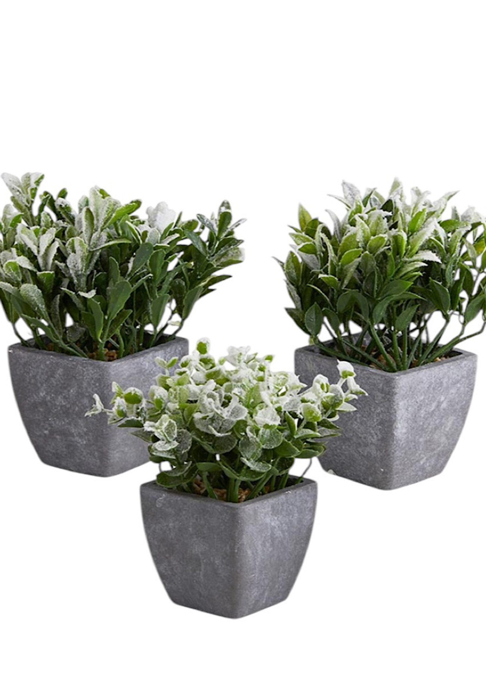 Plants in Pot