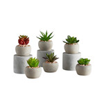 Mini Succulent Plants