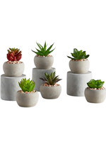 Mini Succulent Plants