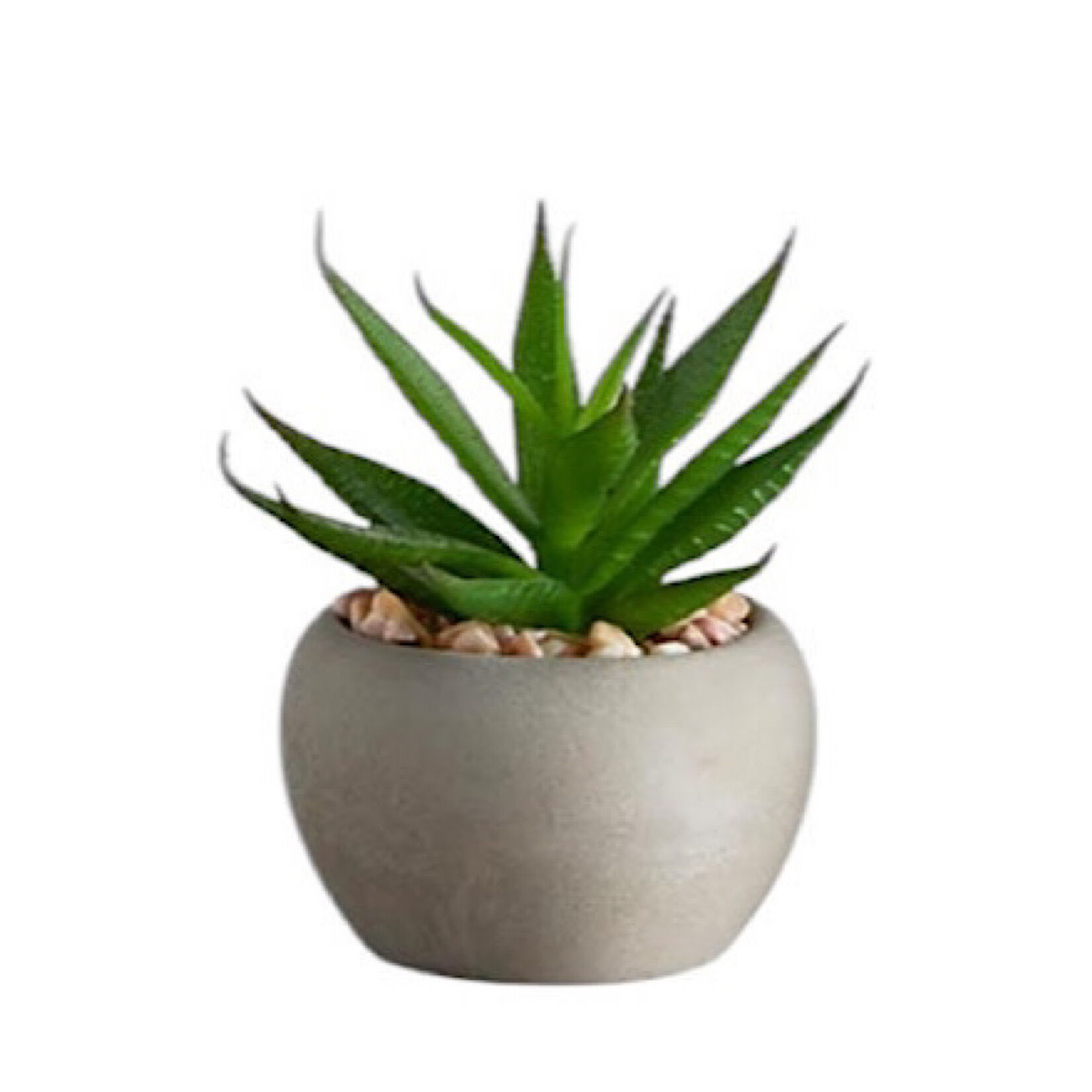 Mini Succulent Plants