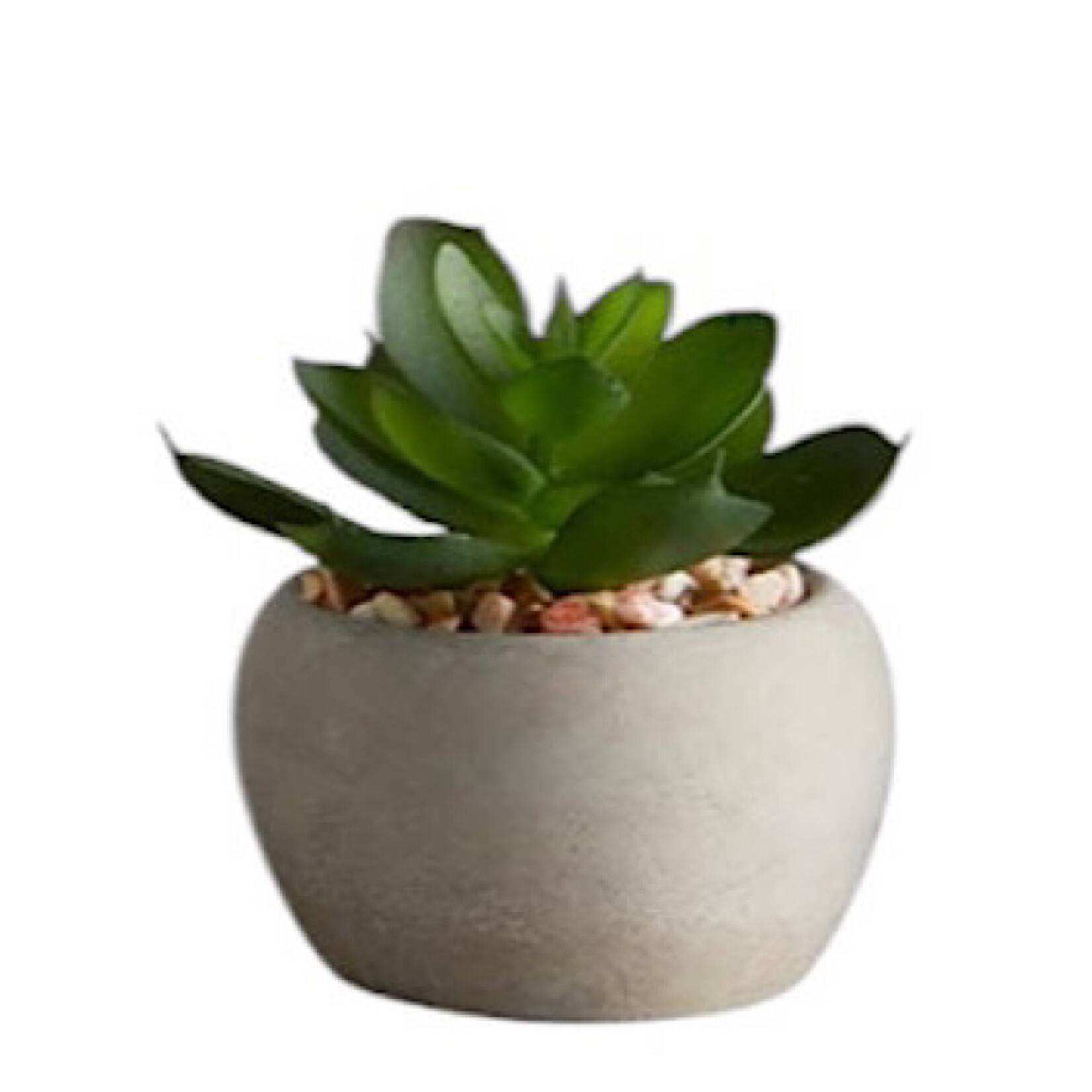 Mini Succulent Plants