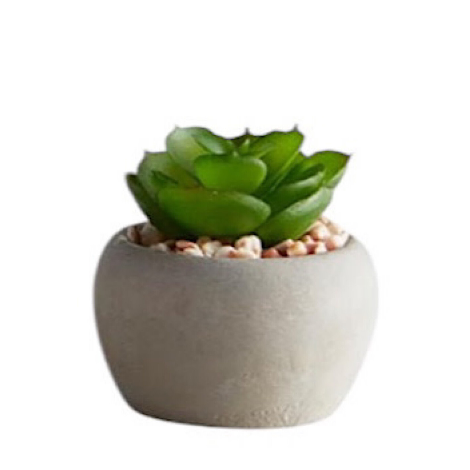 Mini Succulent Plants
