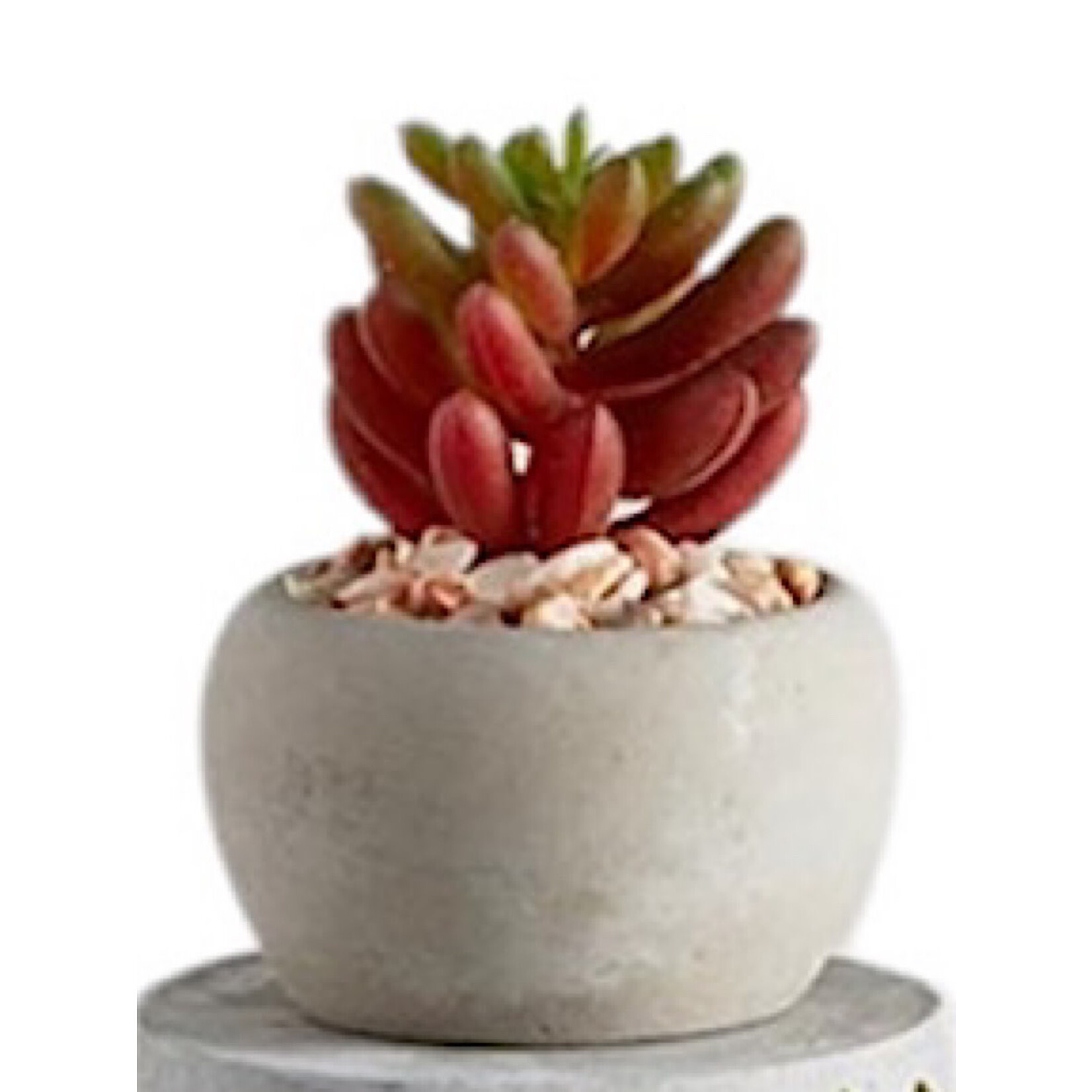 Mini Succulent Plants