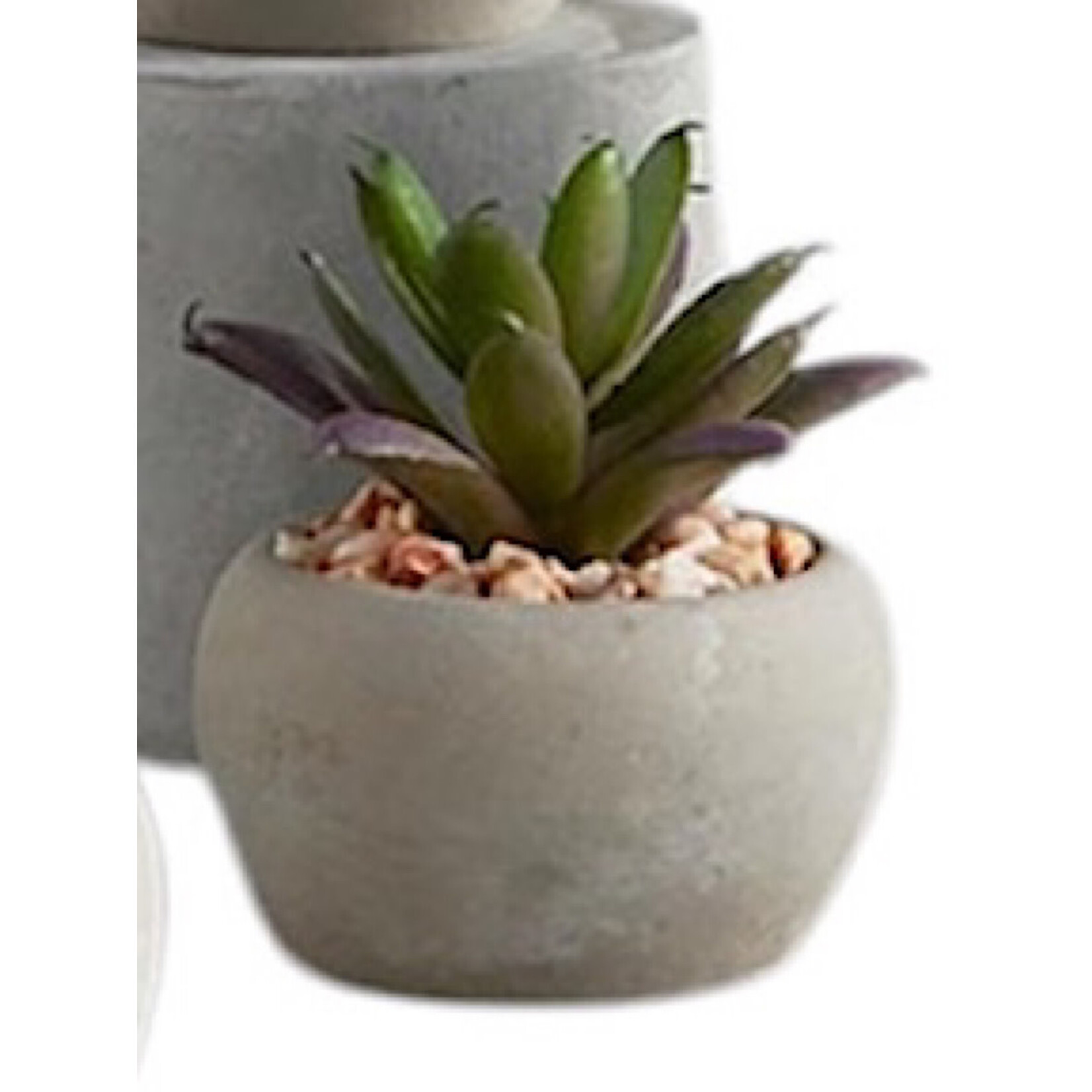 Mini Succulent Plants