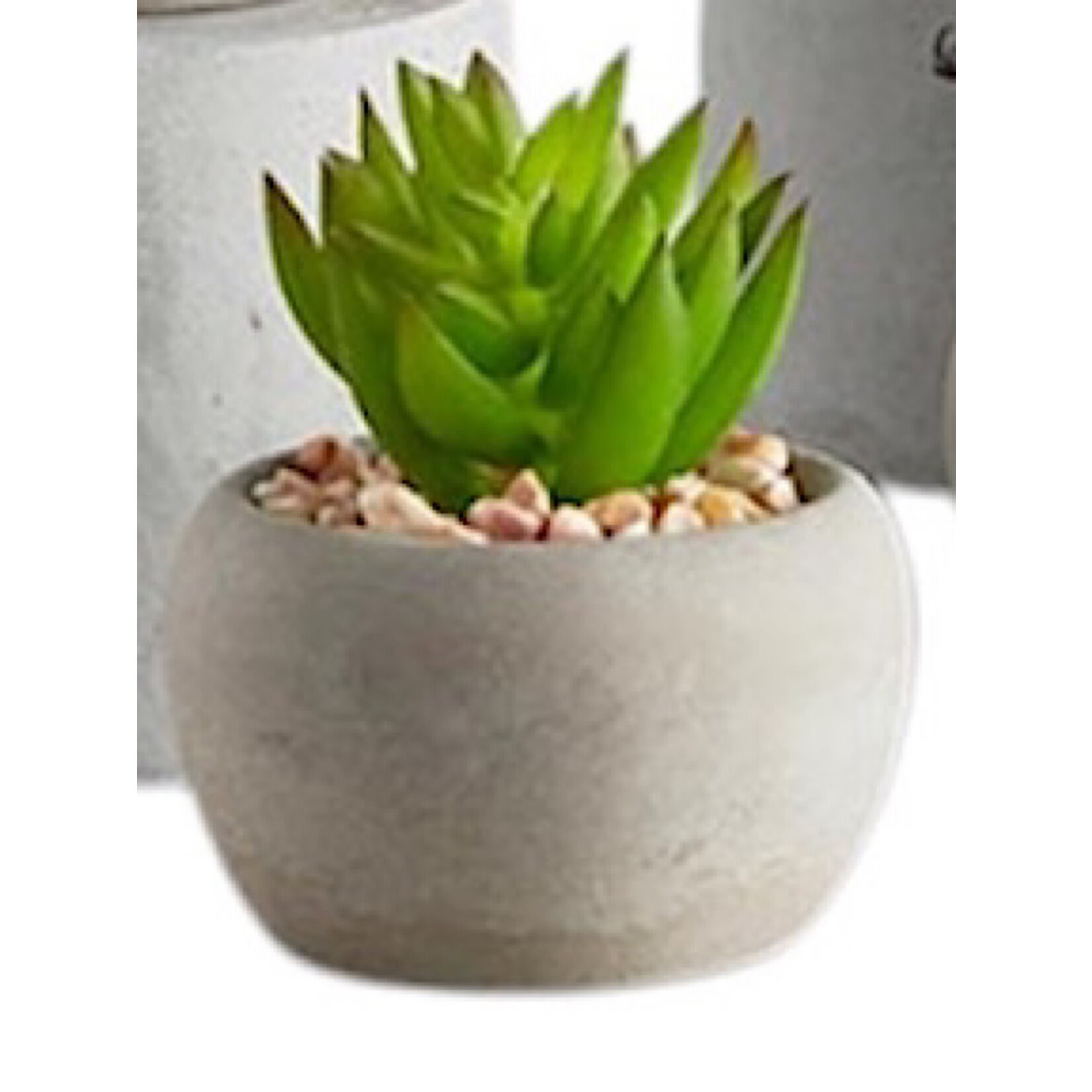 Mini Succulent Plants