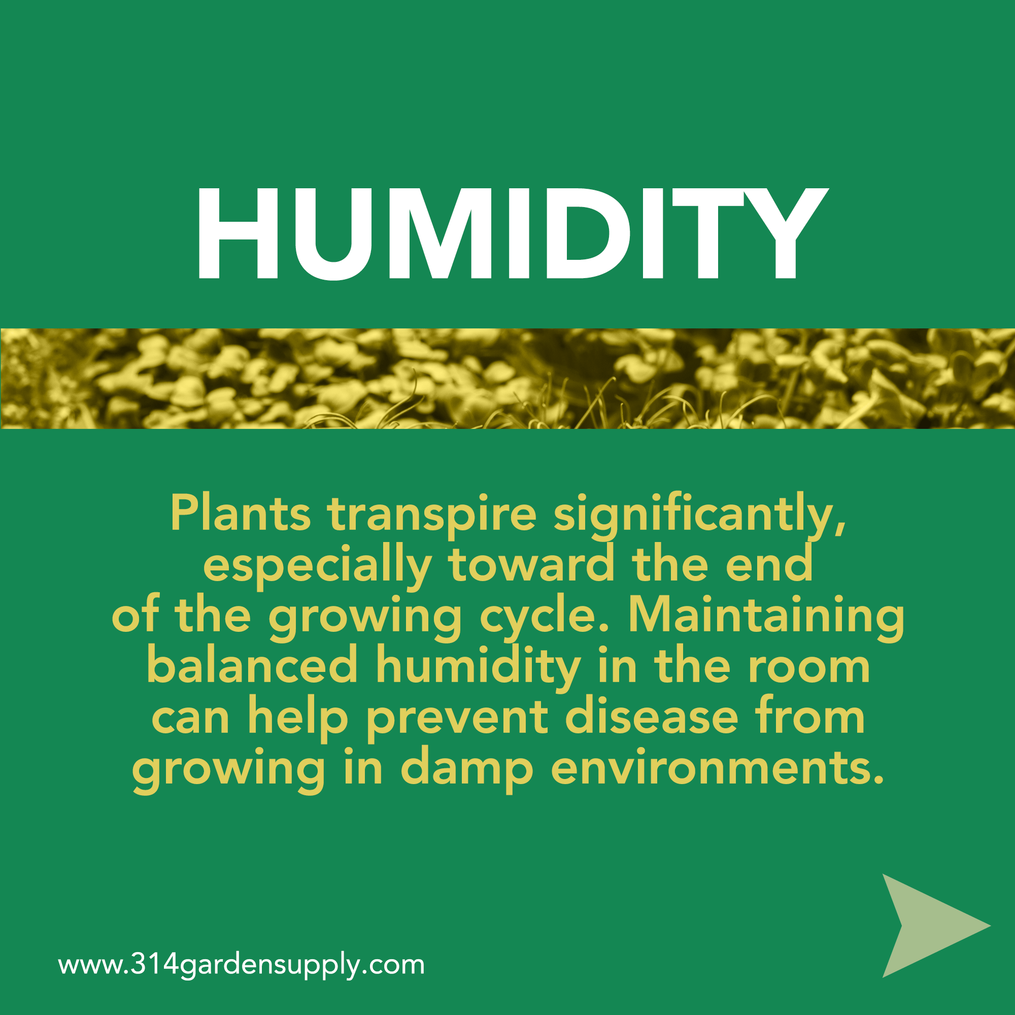 How humidity effects plant growth indoors