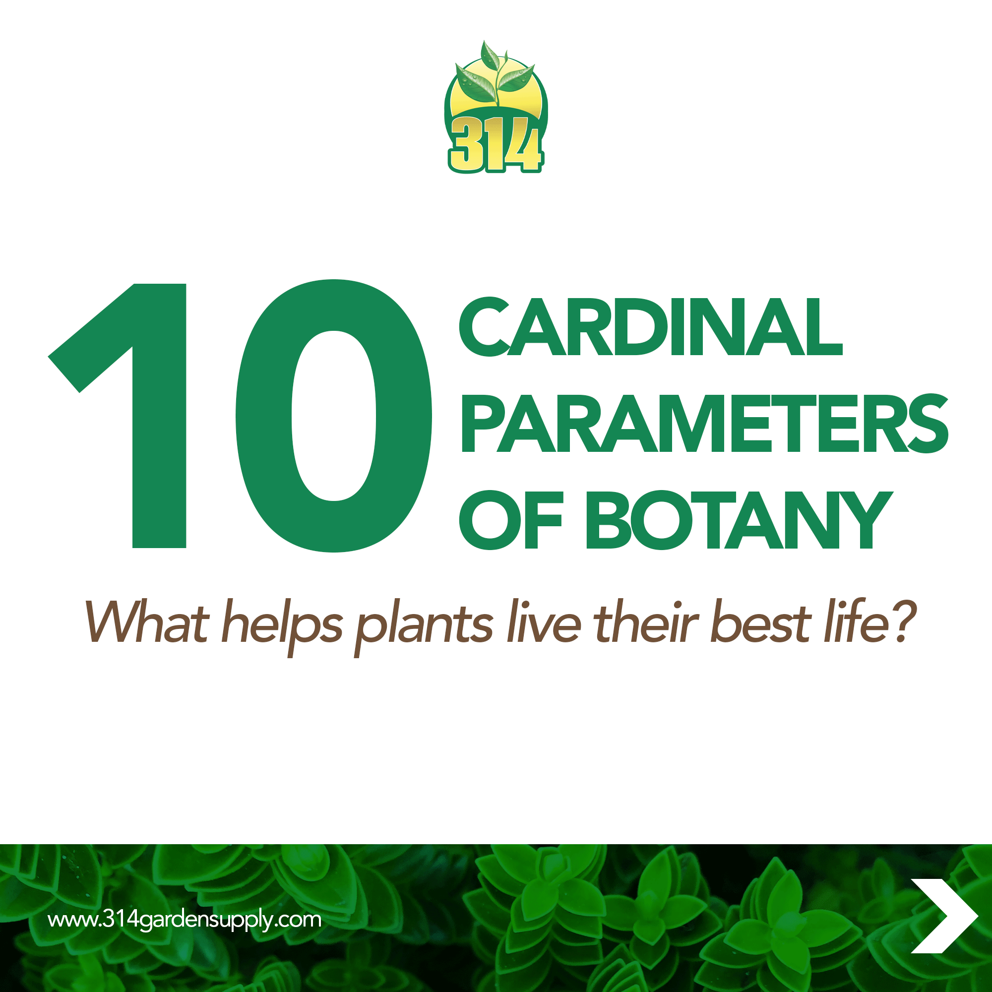 The Path to Flourishing Plants: Mastering the 10 Essential Parameters of Botany