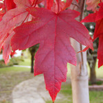 Acer x freemanii 'Jeffersred' / Autumn Blaze Maple