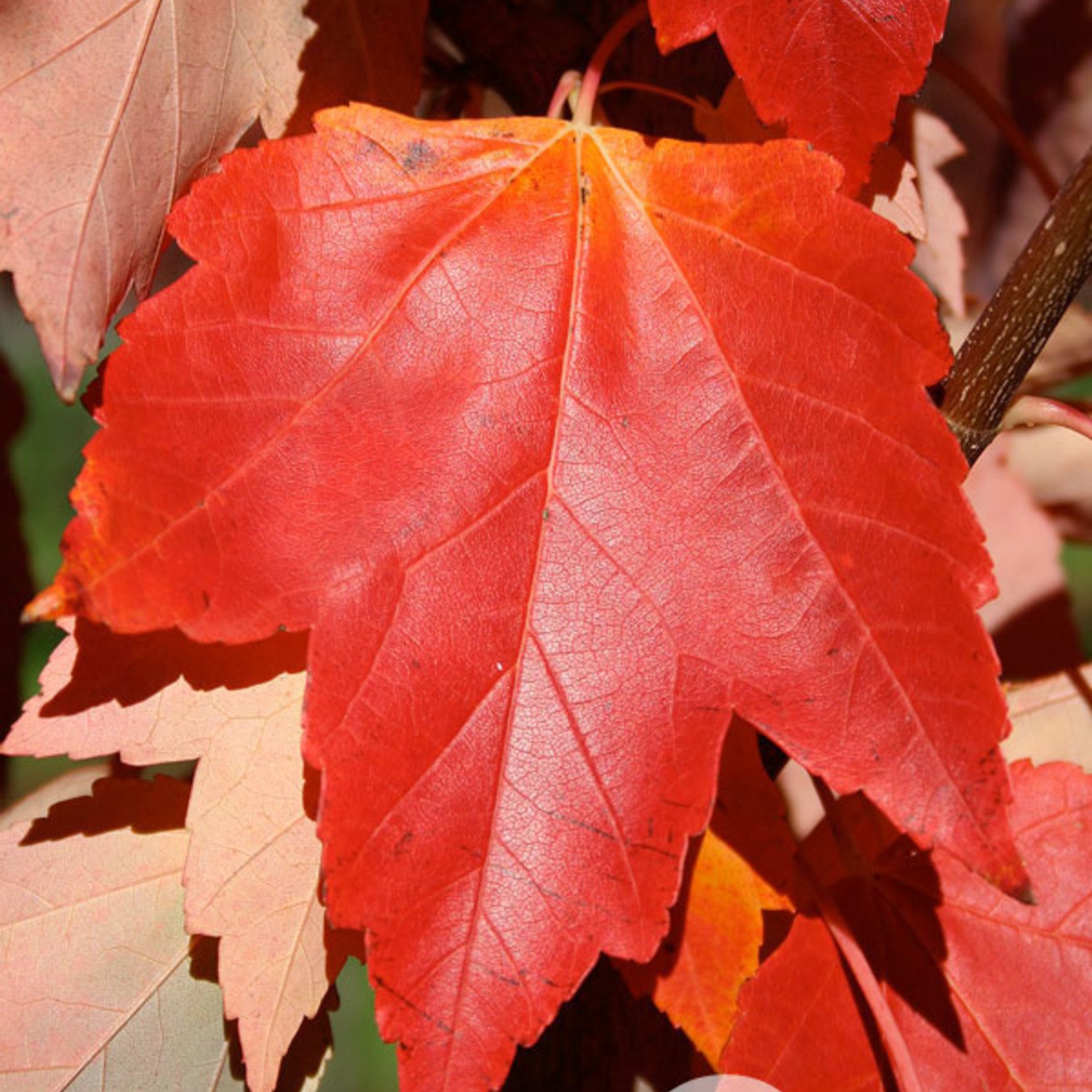 Acer rubrum 'Franksred' / Red Sunset Maple