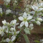 Amelanchier x grandiflora ‘Autumn Brilliance’ / Autumn Brilliance Serviceberry