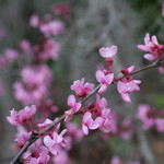 Cercis canadensis / Eastern Redbud