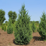 Juniperus x 'JNBlue Select' / Star Power Juniper