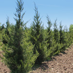 Juniperus chinensis 'Fairview' / Fairview Juniper