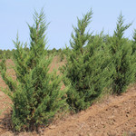 Juniperus chinensis 'Mountbatten' / Mountbatten Juniper