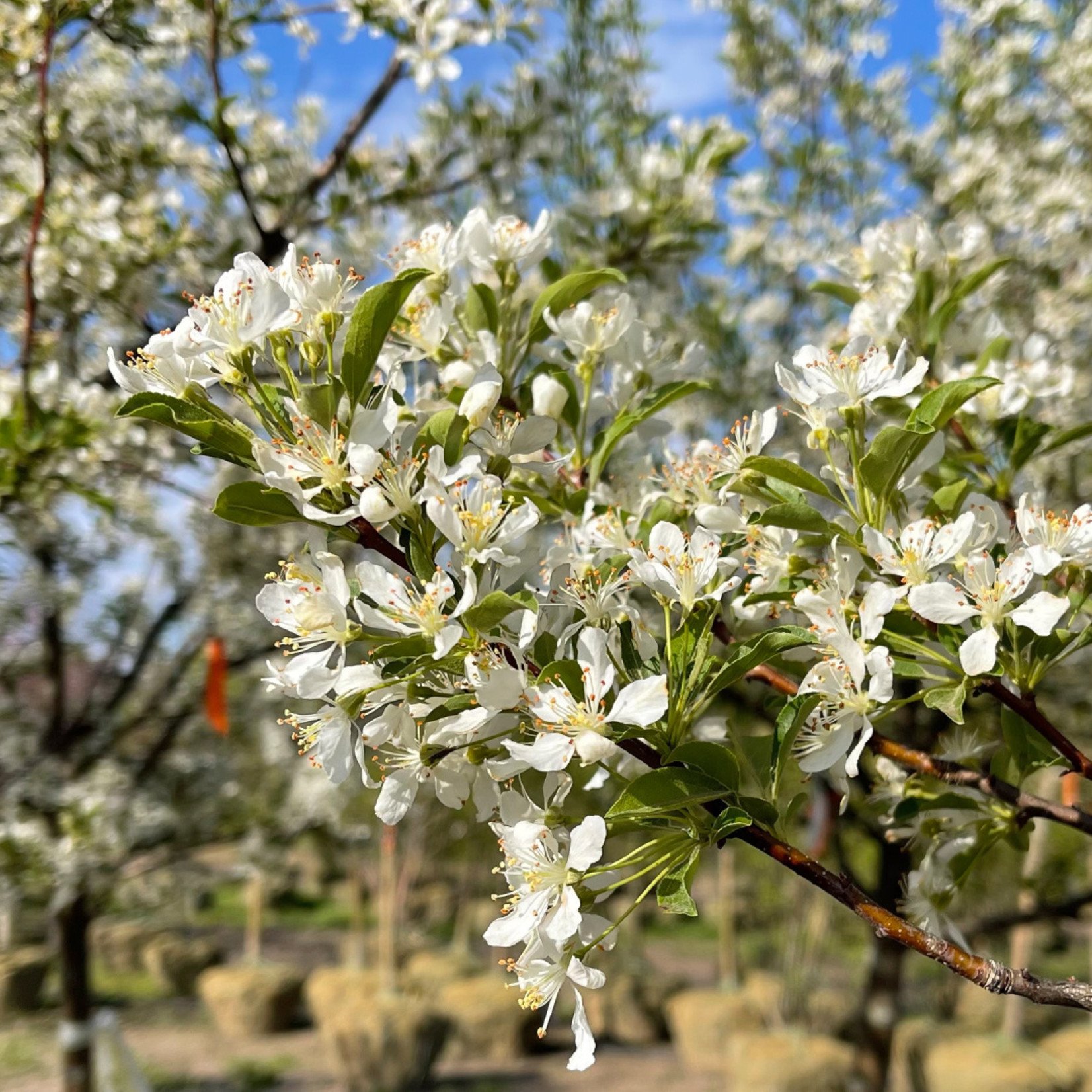 Malus ‘Jewelcole’ / Red Jewel Crabapple