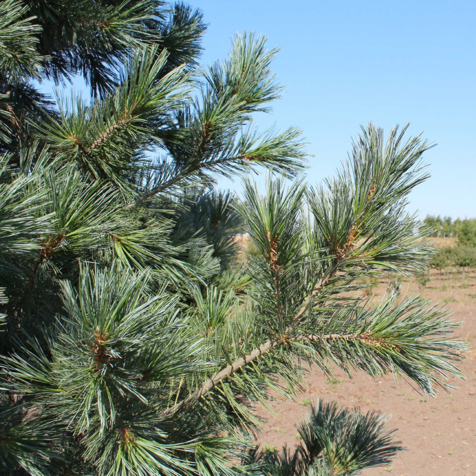 Pinus flexilis 'Vanderwolf's Pyramid' / Vanderwolf Pine