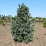 Pinus flexilis 'Vanderwolf's Pyramid' / Vanderwolf Pine