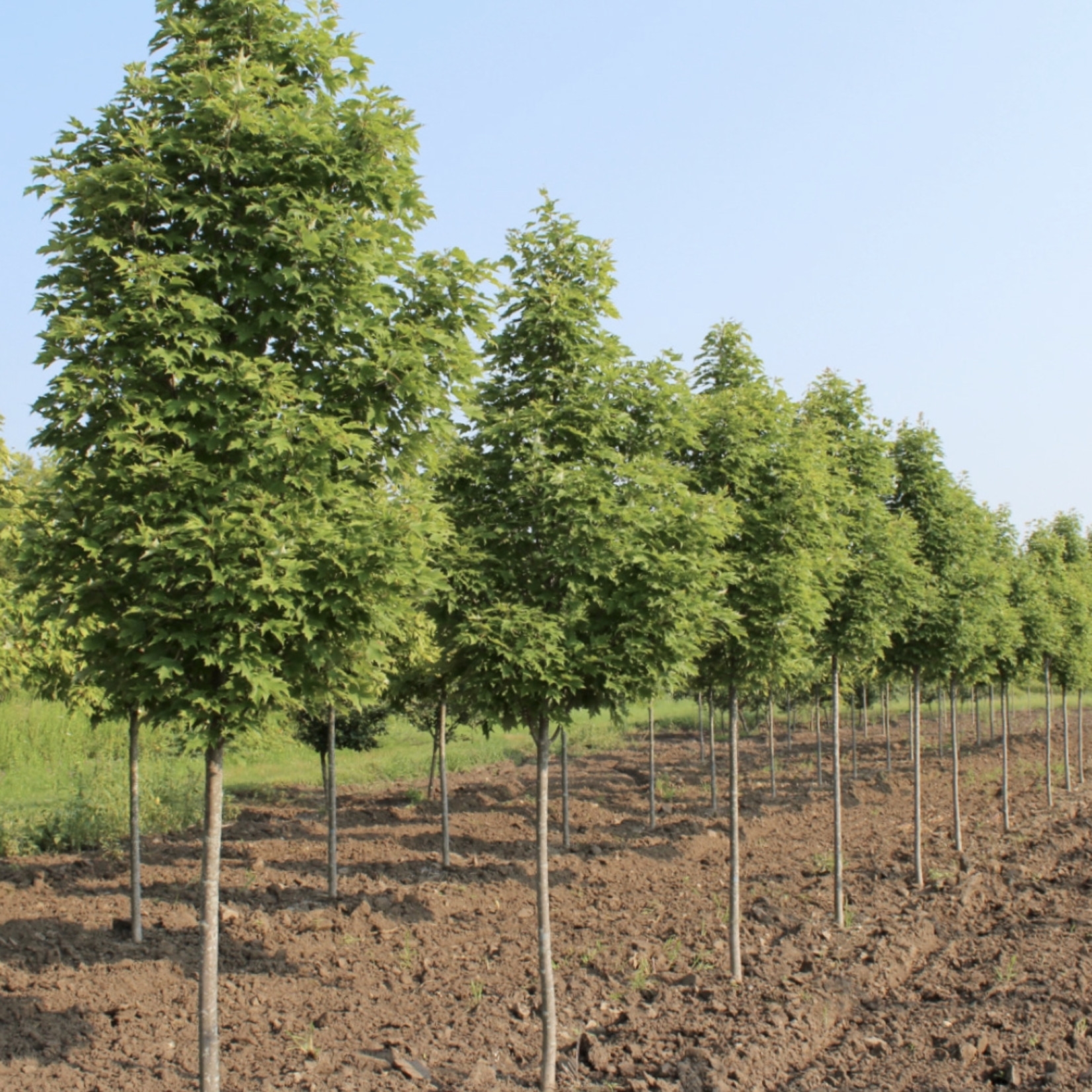 Acer x freemanii 'Armstrong' / Armstrong Red Maple