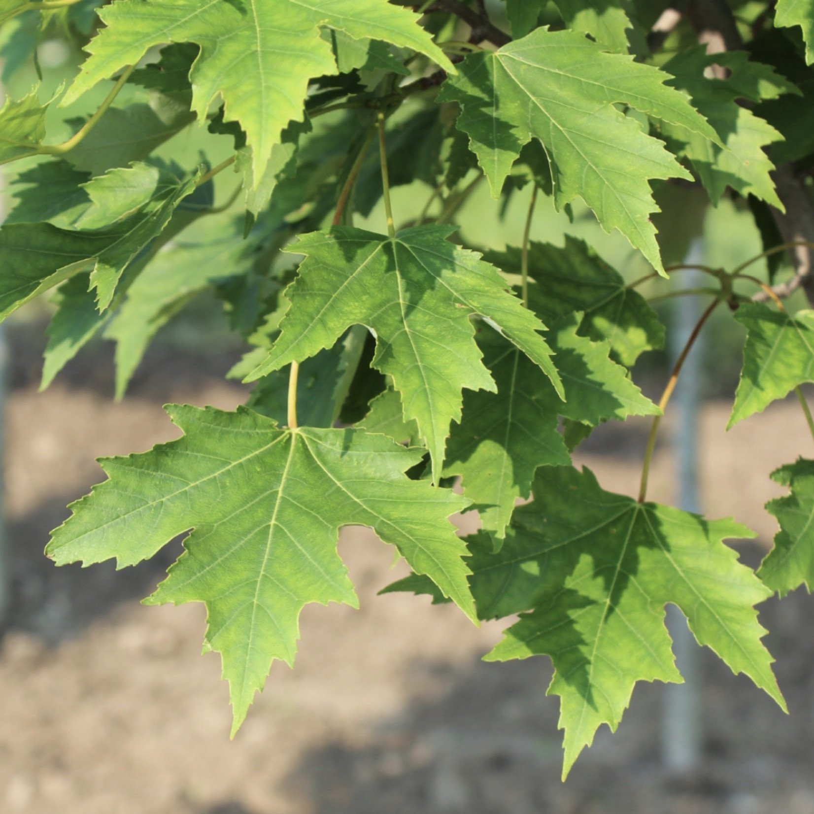Acer x freemanii 'Armstrong' / Armstrong Red Maple