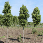 Acer rubrum ‘JFS-KW78’ / Armstrong Gold Maple