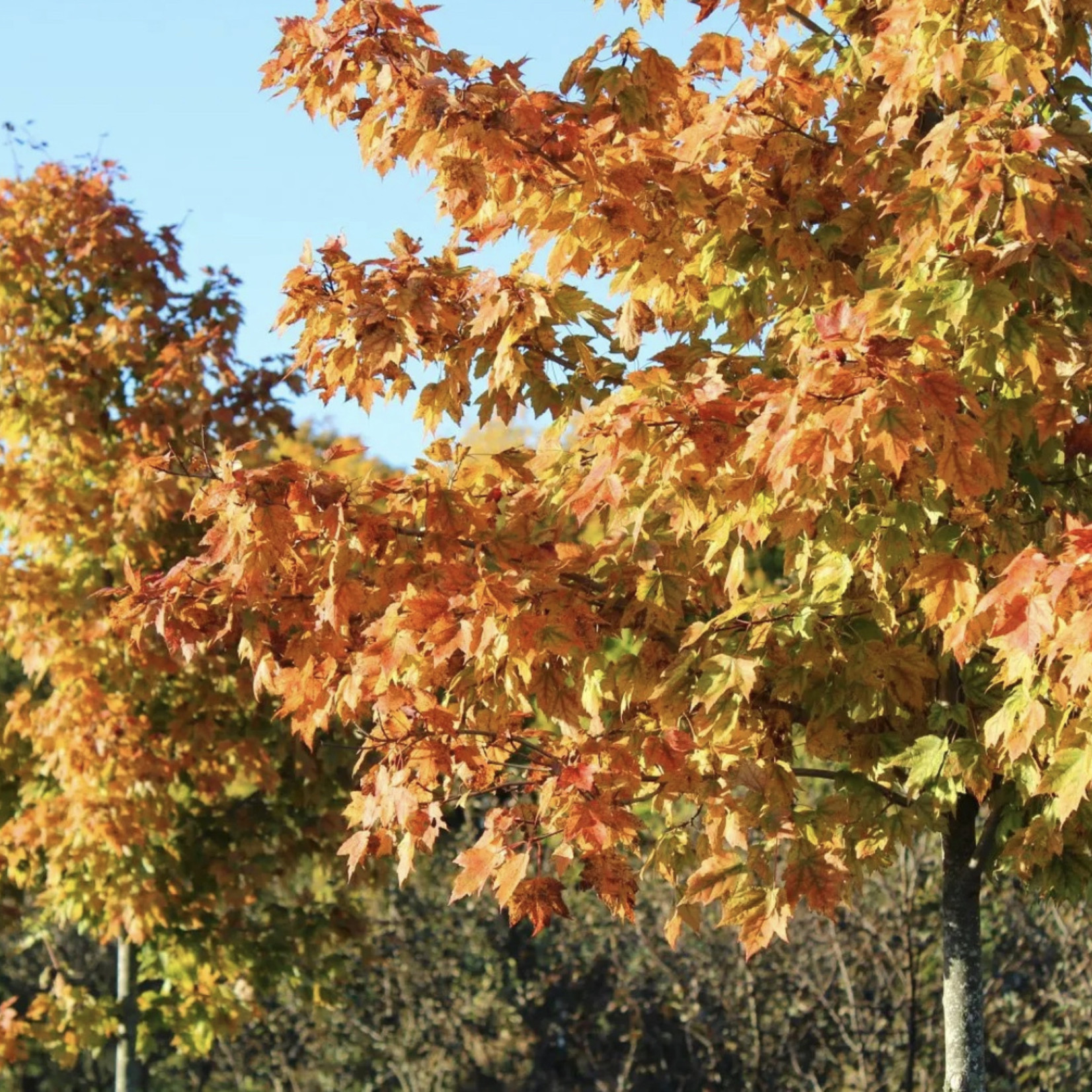 Acer rubrum 'Franksred' / Red Sunset Maple
