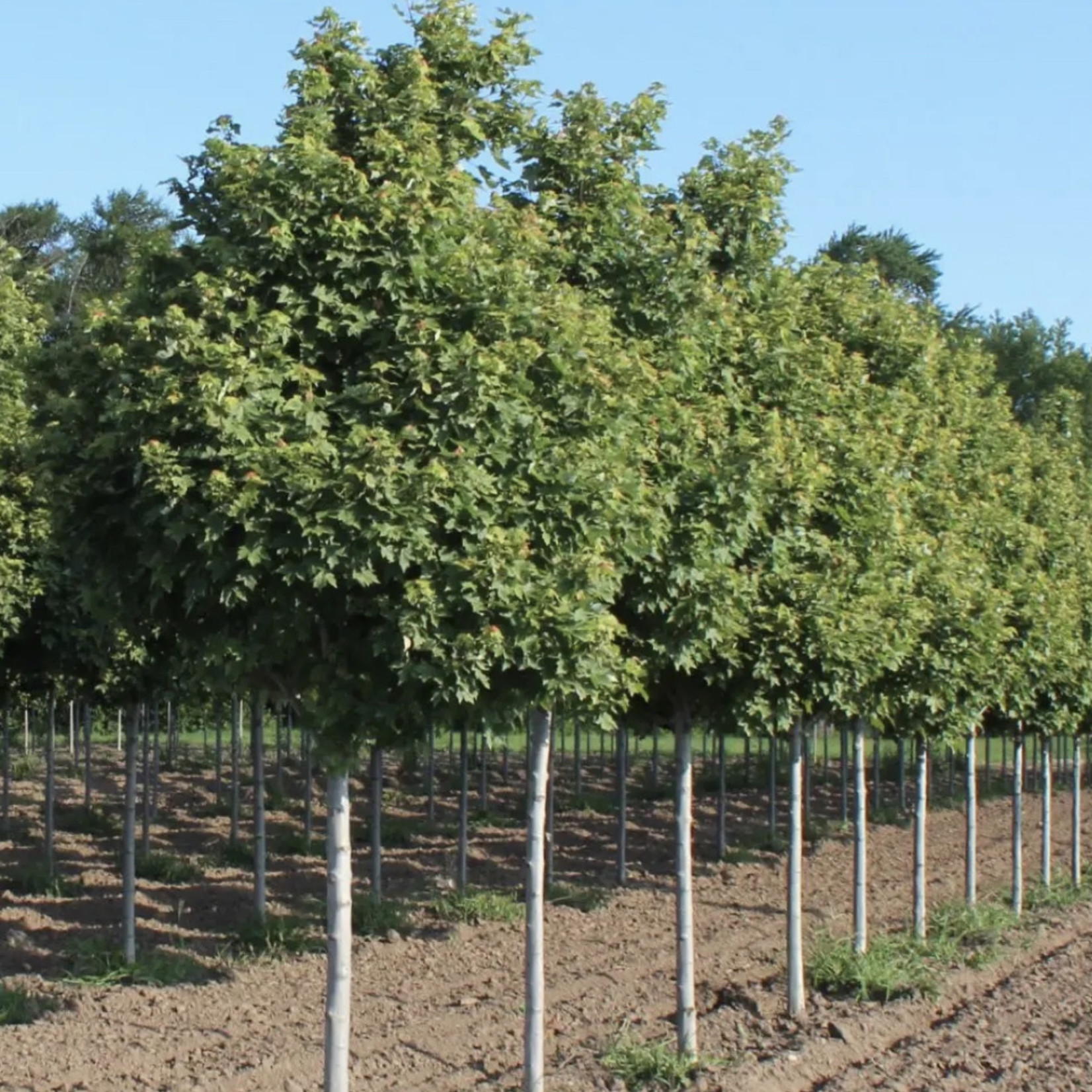 Acer rubrum 'Frank JR' / Redpointe Maple