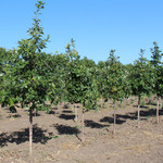 Quercus bicolor / Swamp White Oak